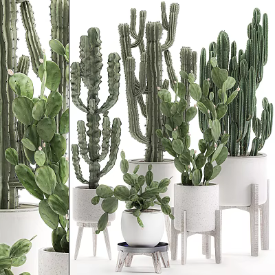 Various Types of Bonsai Potted Cacti and Succulents in White Ceramic Pots 3d model