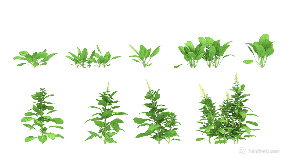 Fresh Green Leafy Vegetables in Various Varieties Displayed on White Background 3d model