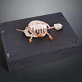 Turtle Skeleton Exhibit On Black Wooden Board With Natural Bone Structure