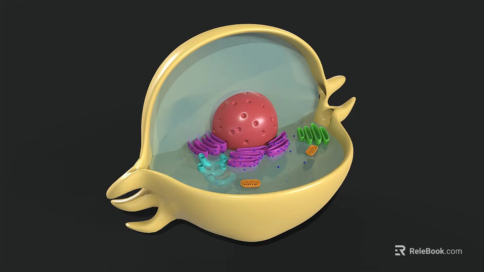 Colorful Biological Cell 3D Model with Nucleus Mitochondria Organelles and Internal Structure 3d model 