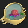 Colorful Biological Cell 3D Model with Nucleus Mitochondria Organelles and Internal Structure