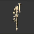 Detailed Avian Skeleton Organ Structure With Long Neck Slender Legs And Claws On Dark Background
