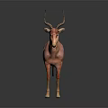 Pink Antelope Standing With Long Horns On Dark Background Showing Reflection 3d model