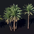 Multiple Palm Trees With Green Fronds Textured Trunks And Natural Shadows 3d model