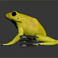 Yellow Frog With Black Eyes And Spots On Dark Reflective Surface