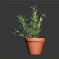 Rosemary Plant in Terracotta Pot with Fresh Green Leaves on Dark Background