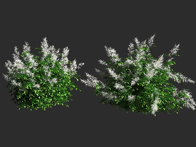 Beautiful Green Shrubs With White Flowers In Outdoor Landscape Design 3d model