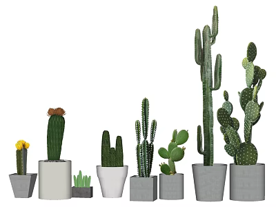 Assorted Cactus Potted Plants in Stylish Containers for Home Decor 3d model