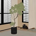 Bonsai Tree in Dark Planter by Window with Blinds and Black Vases Wooden Decor