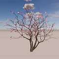 Tall Arbor With Pink Flowers And Branches Against Blue Sky And White Clouds