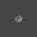 3D Rendered Seal Model On Gray Background With Realistic Features