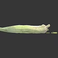 Fresh Green Okra Vegetables Sliced and Whole Arranged on White Background