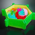 Colorful Organ And Hair Structure Model In Green Hexagonal Container