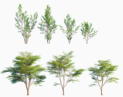 Various Types Of Garden Shrubs With Different Sizes And Lush Green Foliage 3d model