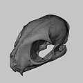 Animal Skull With Markings Displayed At Nature Lab University Of Nevada