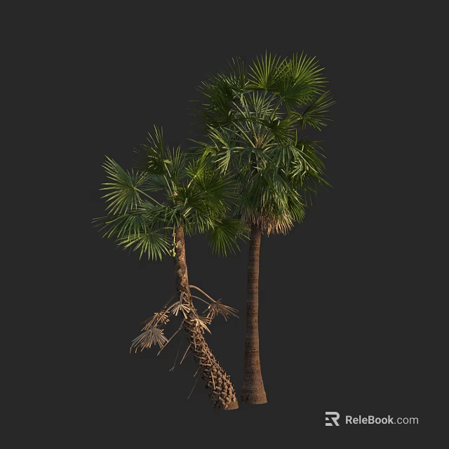 Tall Palm Trees With Green Fronds And Textured Trunks In Dark Backdrop 3d model 