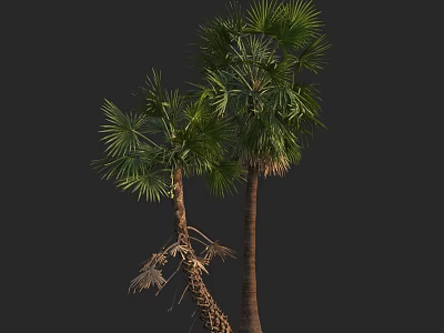 Tall Palm Trees With Green Fronds And Textured Trunks In Dark Backdrop 3d model