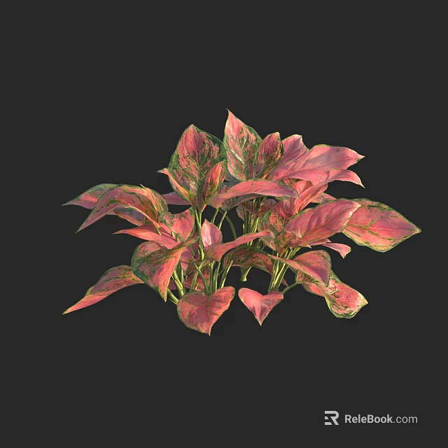 Vibrant Houseplant With Pink And Green Variegated Leaves For Indoor Decor 3d model 