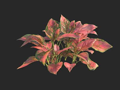 Vibrant Houseplant With Pink And Green Variegated Leaves For Indoor Decor 3d model