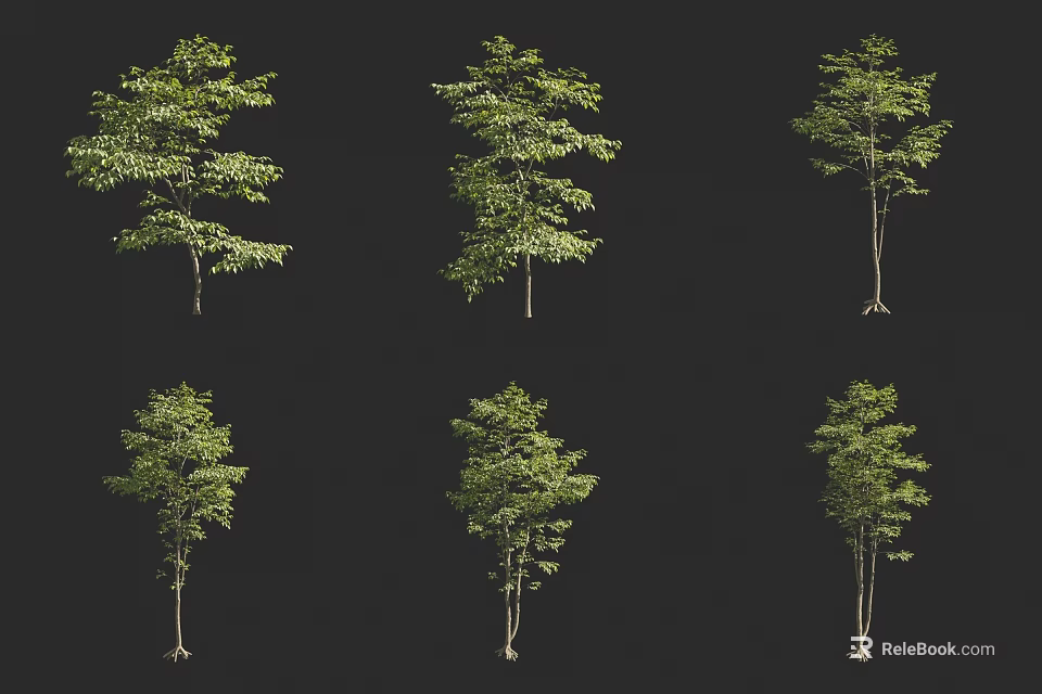 Trees With Various Green Foliage And Slender Trunks Displayed Against Black Background 3d model