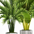 Bonsai Potted Tropical Plants With Lush Green Palm Leaves In Concrete Pots