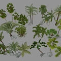 Palm Plants Tropical Plants Coconut Tree Palm Tree Scatter Sunflower Scatter Sunflower 3d model