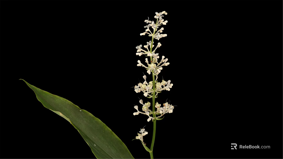 A plant with long green leaves and white spike flowers against black background 3d model 