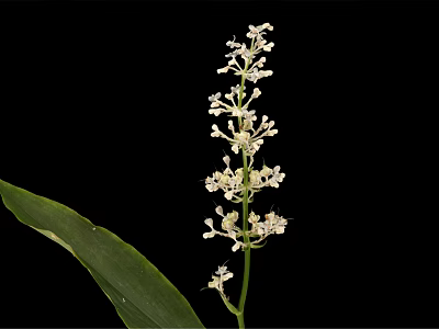 A plant with long green leaves and white spike flowers against black background 3d model