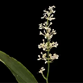 A plant with long green leaves and white spike flowers against black background