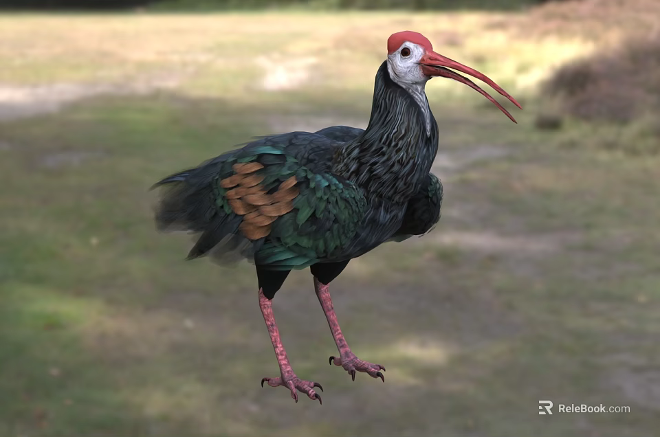 Colorful Flying Bird With Red Head Long Beak Green Brown Feathers And Red Legs 3d model 