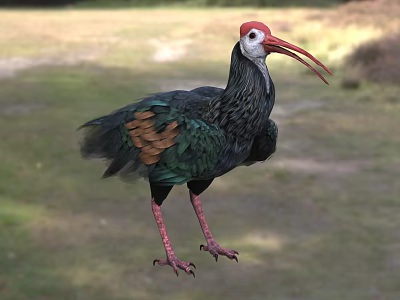 Colorful Flying Bird With Red Head Long Beak Green Brown Feathers And Red Legs 3d model