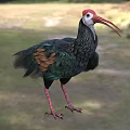 Colorful Flying Bird With Red Head Long Beak Green Brown Feathers And Red Legs