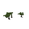 Ancient Trees with Thick Trunks and Lush Green Foliage Under Blue Sky on White Ground