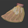 3D Dental Model With Pink Gum Structure And Metal Component For Oral Study