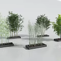 Various Bamboo Plant Varieties Potted in Black Containers with Different Heights and Leaf Colors
