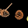 Green And Brown Pine Cones With Stem Isolated On Black Backdrop