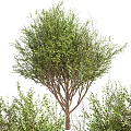 Lush Green Trees With Lush Foliage And Strong Trunks In Natural Outdoor Landscape