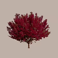 Stunning Blooming Arbor With Vibrant Pink Flowers Against Light Blue Sky