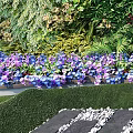 Living Plant Wall Featuring Diverse Green Foliage Orange Flowers And Vibrant Leaves