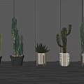 Cactus Plants In Black Wooden And White Pots For Modern Interior Decor