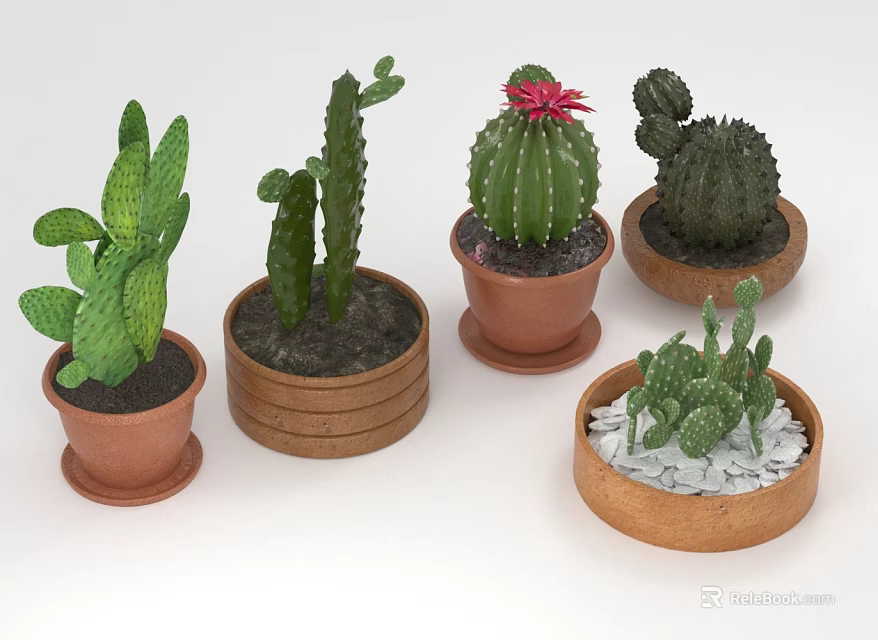 Various Types of Cacti Plants in Terracotta Pots With Pebble Decorations 3d model 