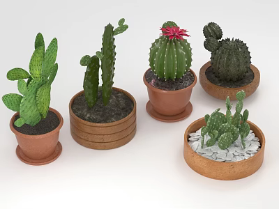 Various Types of Cacti Plants in Terracotta Pots With Pebble Decorations 3d model