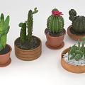 Various Types of Cacti Plants in Terracotta Pots With Pebble Decorations