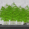 Lush Green Bamboo Planted in Rectangular Concrete Planter with White Pebbles Against Grey Wall Background
