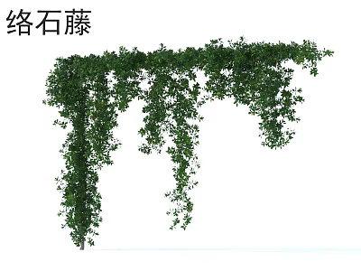 Lush Evergreen Trachelospermum Vine for Hanging Garden and Home Decoration 3d model