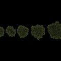 Different Types of Evergreen Pine Trees Showcasing Lush Foliage and Various Shapes