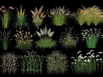 Diverse Ornamental Grasses And Flowers With Various Shapes And Textures 3d model