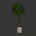 Indoor Potted Plant With Twisted Trunk And Lush Green Leaves In White Planter
