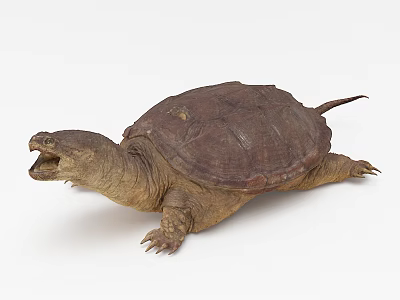 Reptile Turtle With Open Mouth And Brown Shell In Natural Stance 3d model