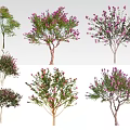 Various Types of Ornamental Trees with Pink Blossoms and Diverse Foliage